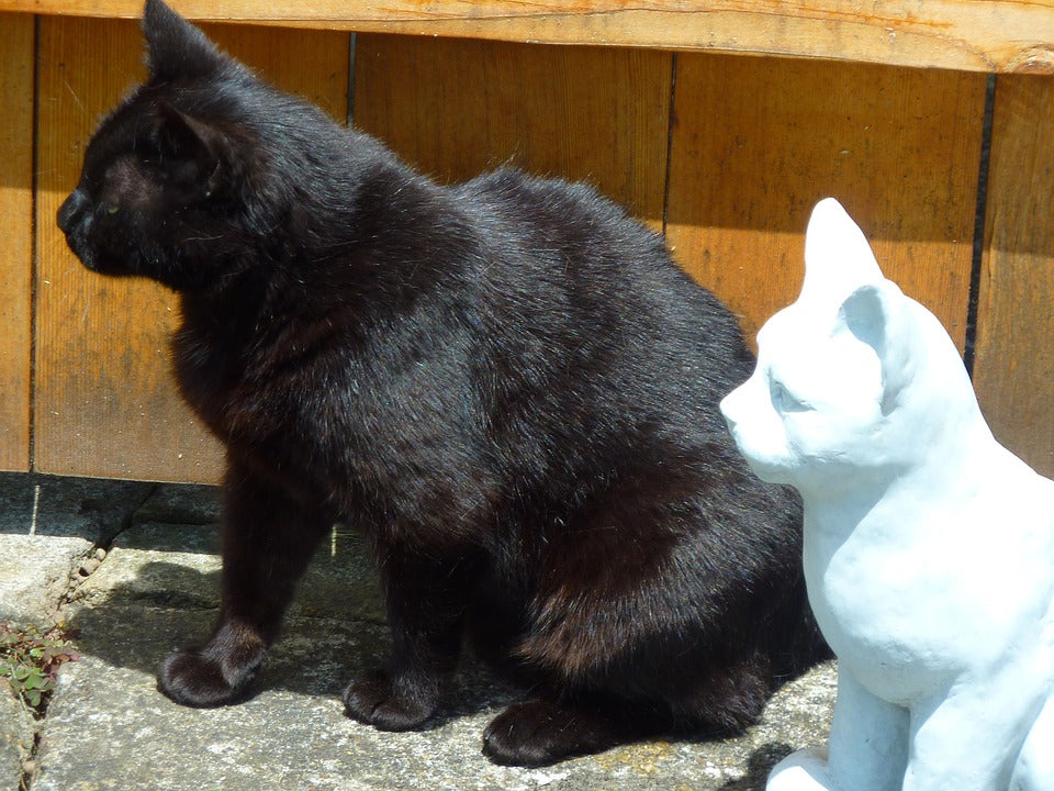 A black cat and a white figurine cat