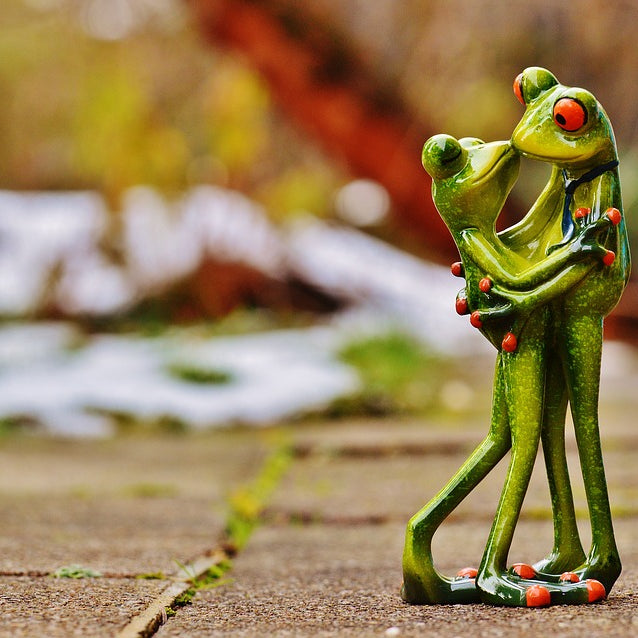 Two Frog Kissing